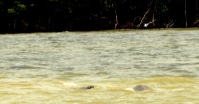 destaque-510297-seses