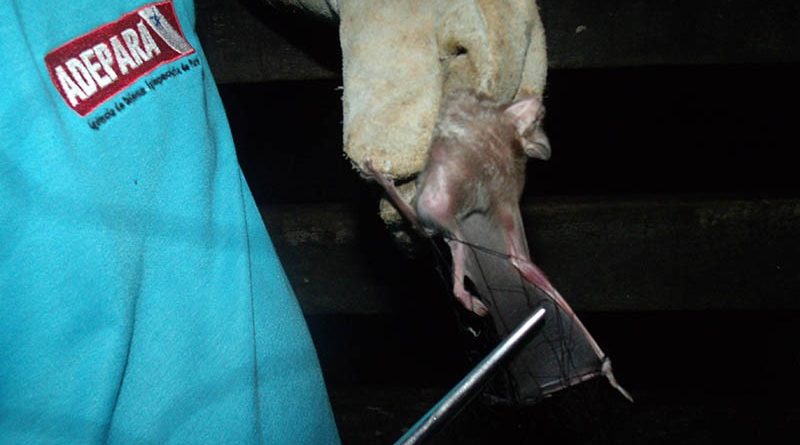 destaque-512679-agenciapara_fc5f1a5a-5e56-4617-864a-b7b2418a7032