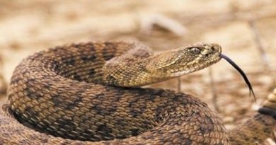 destaque-514271-cascavel_reproducao