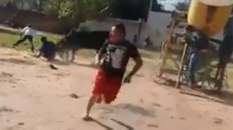 destaque-532933-bufalo