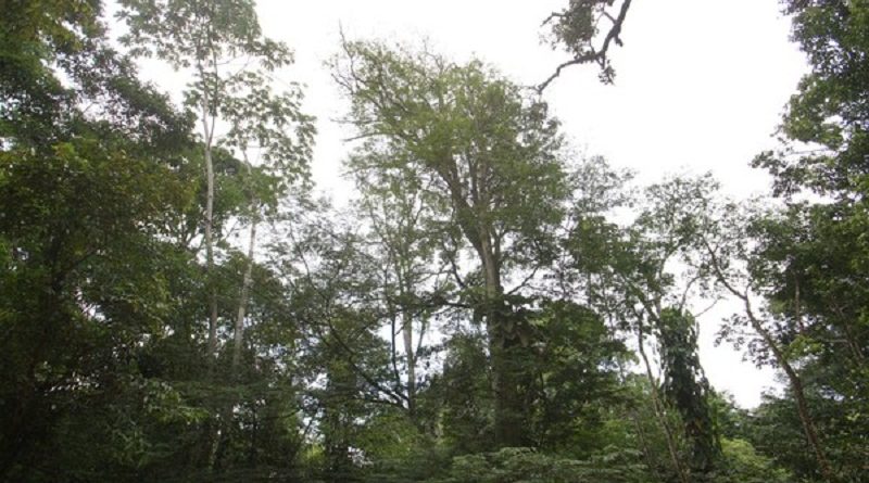 floresta