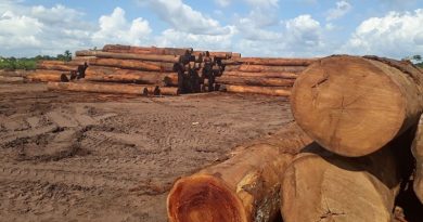 A madeira apreendida equivale a 654 caminhões carregados, segundo a Semas. (Foto: Reprodução / Semas)