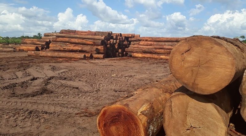A madeira apreendida equivale a 654 caminhões carregados, segundo a Semas. (Foto: Reprodução / Semas)