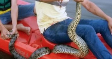 Sucuri-giboia-cobra-ataca-homem-em-lago-990x556