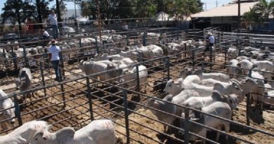 Touros-Nelore-CFM-2-1-610x400