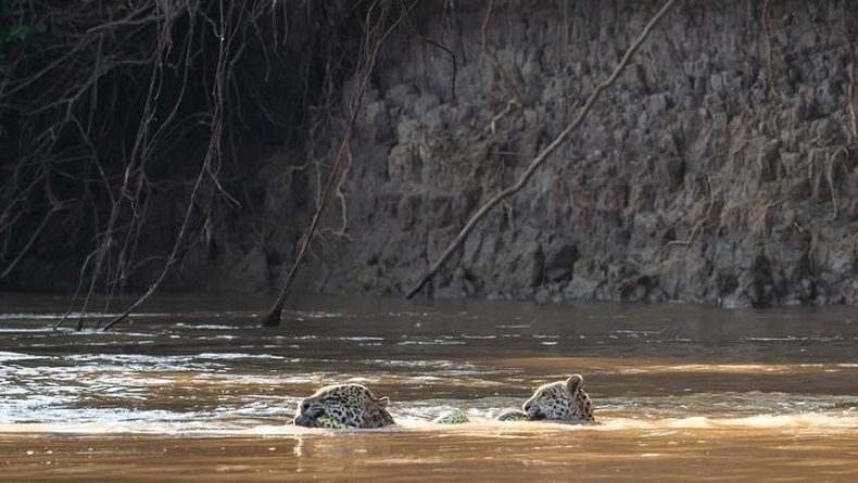 Mãe e filho atravessa rio com cobra na boca (Foto: Arjan Jongeneel/Arquivo Pessoal)