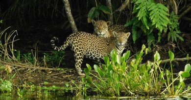 Onças-pintadas são flagradas em habitat natural. — Foto: Mario Nelson Cleto/Onçafari