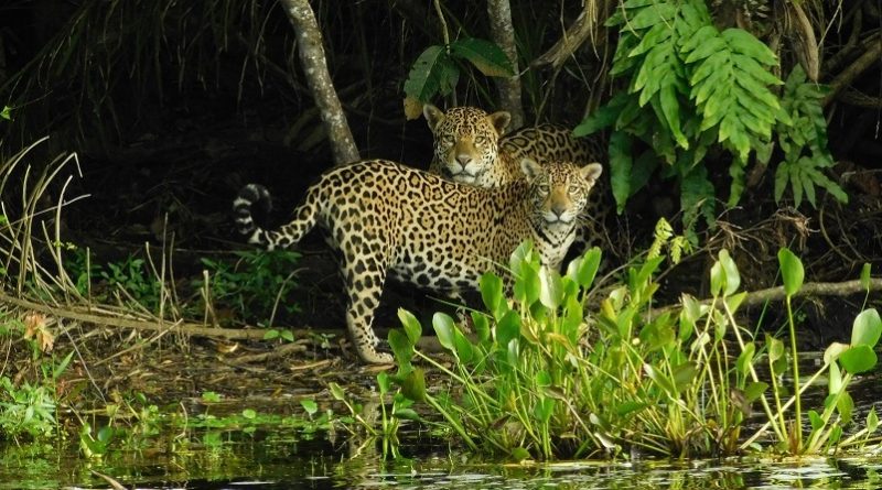 Onças-pintadas são flagradas em habitat natural. — Foto: Mario Nelson Cleto/Onçafari