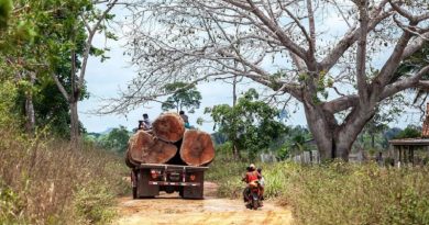 Caminhão carregado com toras trafega pela estrada Trans Iriri – Lilo Clareto/ISA/Direitos reservados