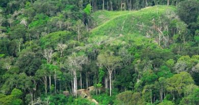 Floresta no Acre. Foto: Wikimedia Commons