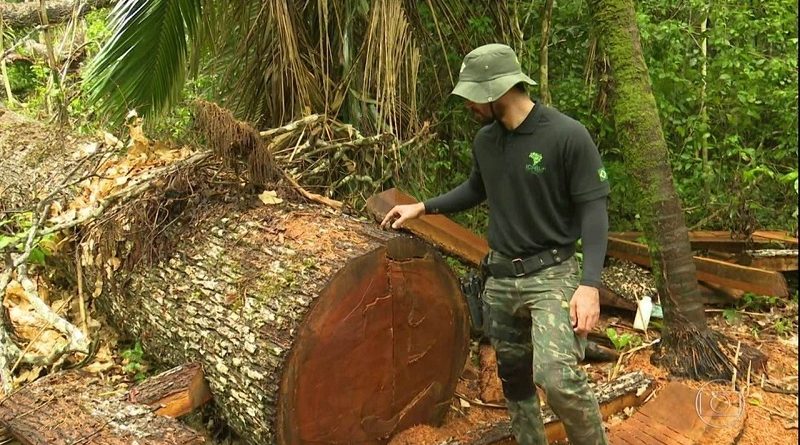 castanha castanheira