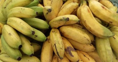 AgenciaPara-ebaaa5eb-9ba7-469b-9718-190787f2015c