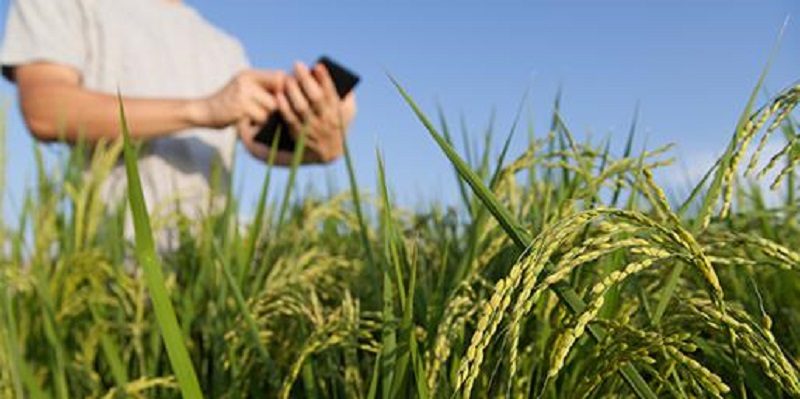 lavoura-tecnico-agronegocio-Senar-Divulgac-o
