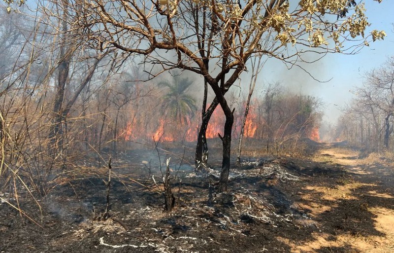 Brigada Florestal ICMBio