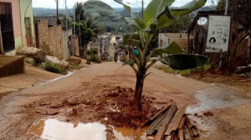 bananeira-altamira 1