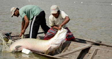 pesca
