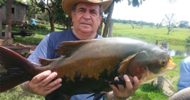 tirar espinnha tambaqui