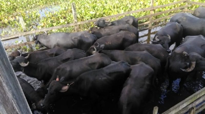 Gado foi furtado na comunidade Chicaia — Foto: Polícia Militar/Divulgação