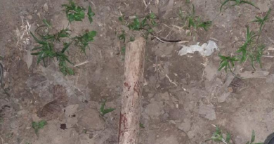 jovem morto a pauladas