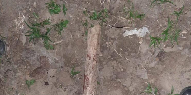 jovem morto a pauladas