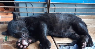 Filhote foi encaminhado para hospital veterinário e passará por tratamento antes de ser solto novamente. — Foto: Sema-MT/Assessoria