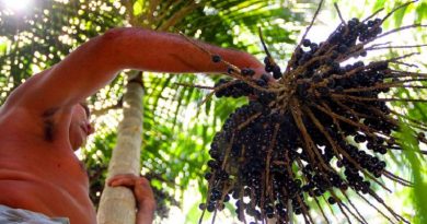 Apanhador-de-Acai-Igor-Mota