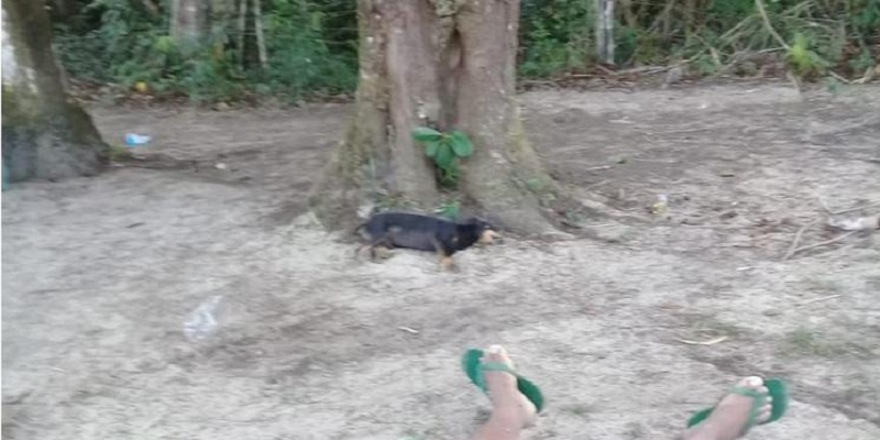 cachorro e dono morrem por raio