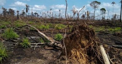 Operação descobriu aproximadamente 2.000 ha de área desmatada na Área de Proteção Ambiental Triunfo do Xingu, no Pará. — Foto: Ascom/Semas