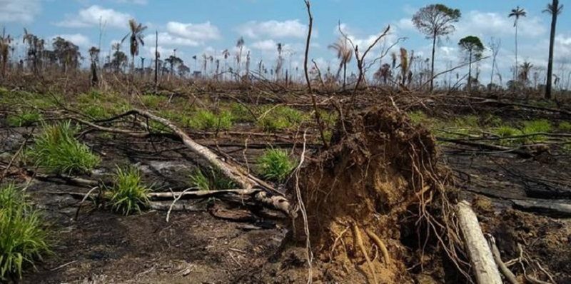 Operação descobriu aproximadamente 2.000 ha de área desmatada na Área de Proteção Ambiental Triunfo do Xingu, no Pará. — Foto: Ascom/Semas