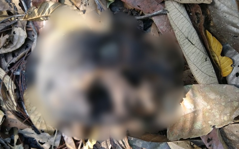 O crânio humano foi encontrado no sábado dia 14 de Setembro de 2019, estava na fazenda onde o fazendeiro desapareceu, na vicinal Marajoara, não foi possível identificar o sexo, estava carbonizado com sinais de disparo de arma de fogo. A policia acredita que a vítima foi executada e posteriormente teve seu corpo carbonizado, sendo utilizados pneus de veículo.