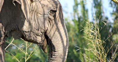 ramba-destaque-980x600