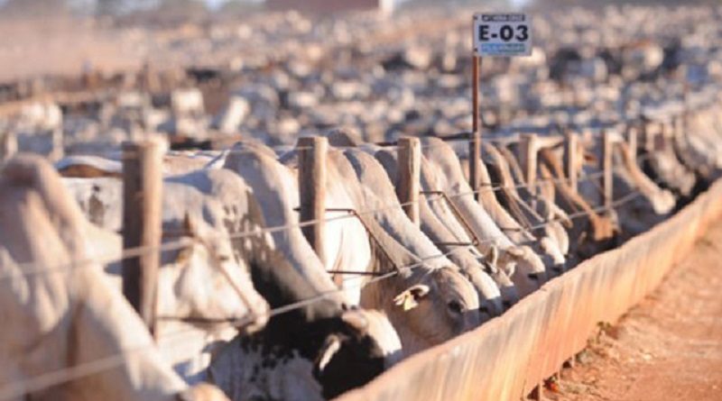 boi-confinamento-640x440