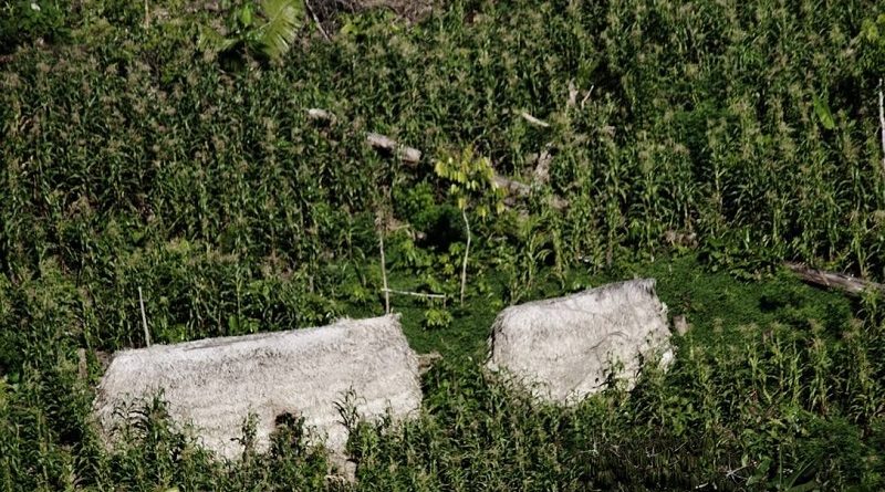 indios vale do javari