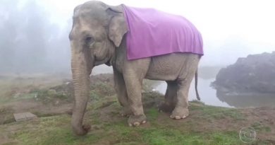 Elefanta Ramba foi resgatada de circo e vivia em reserva ecológica — Foto: TV Globo