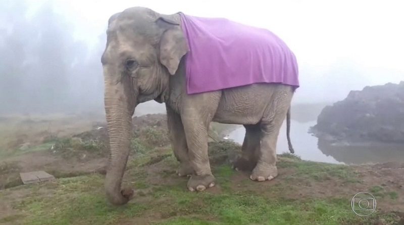 Elefanta Ramba foi resgatada de circo e vivia em reserva ecológica — Foto: TV Globo