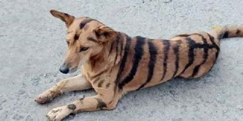 xblog-dog-tiger-india-jpg-pagespeed-ic-KazGXXSdf4