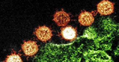 coronavirus pará
