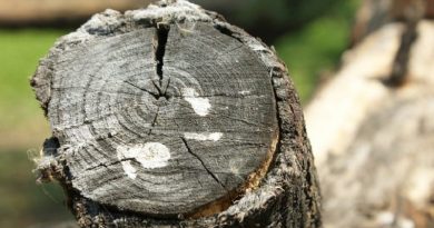 arvore_deeloholdings_pixabay-768x511