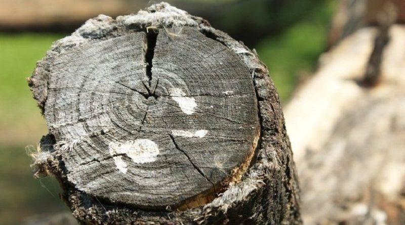 arvore_deeloholdings_pixabay-768x511