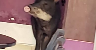 6e119d9d-af57-4131-a322-bc43d9154ae8