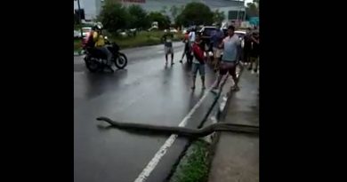 cobra_sucuri_avenida_manaus_reproducao_00205004_0_202005241224
