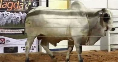 portaldbo-neloremagda