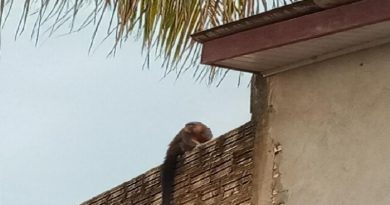 a371e8e1-cb28-4e59-81c1-a3524ffd62b4