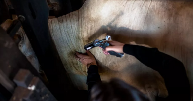 Campanha de vacinação contra a febre aftosa