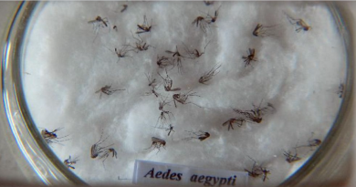 aedes aegypti