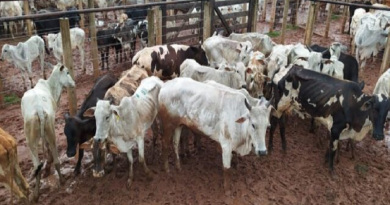 Foto: Polícia Civil MS/Divulgação