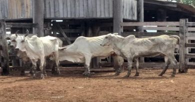 Foto: Polícia Civil