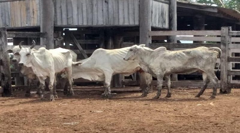 Foto: Polícia Civil