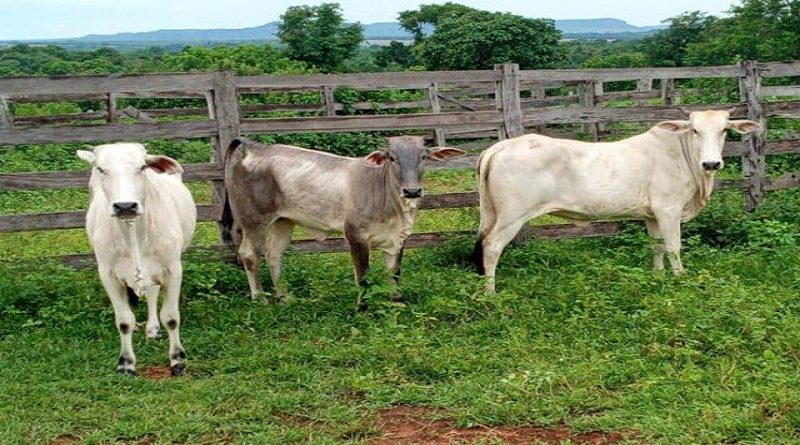 Foto: Polícia Militar de Mato Grosso do Sul