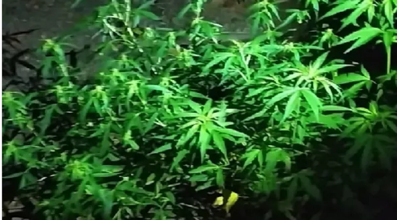maconha